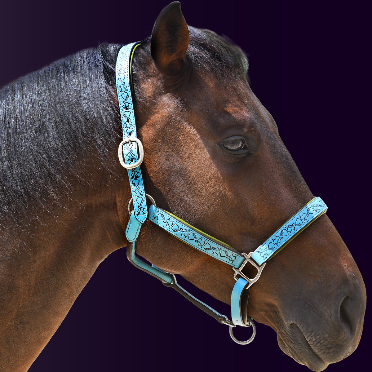 Right side profile of a bay horse wearing the Wiskadero Halo and Horns padded leather halter in turquoise blue leather with vibrant lime green padding and polished chrome hardware against a dark purple background.