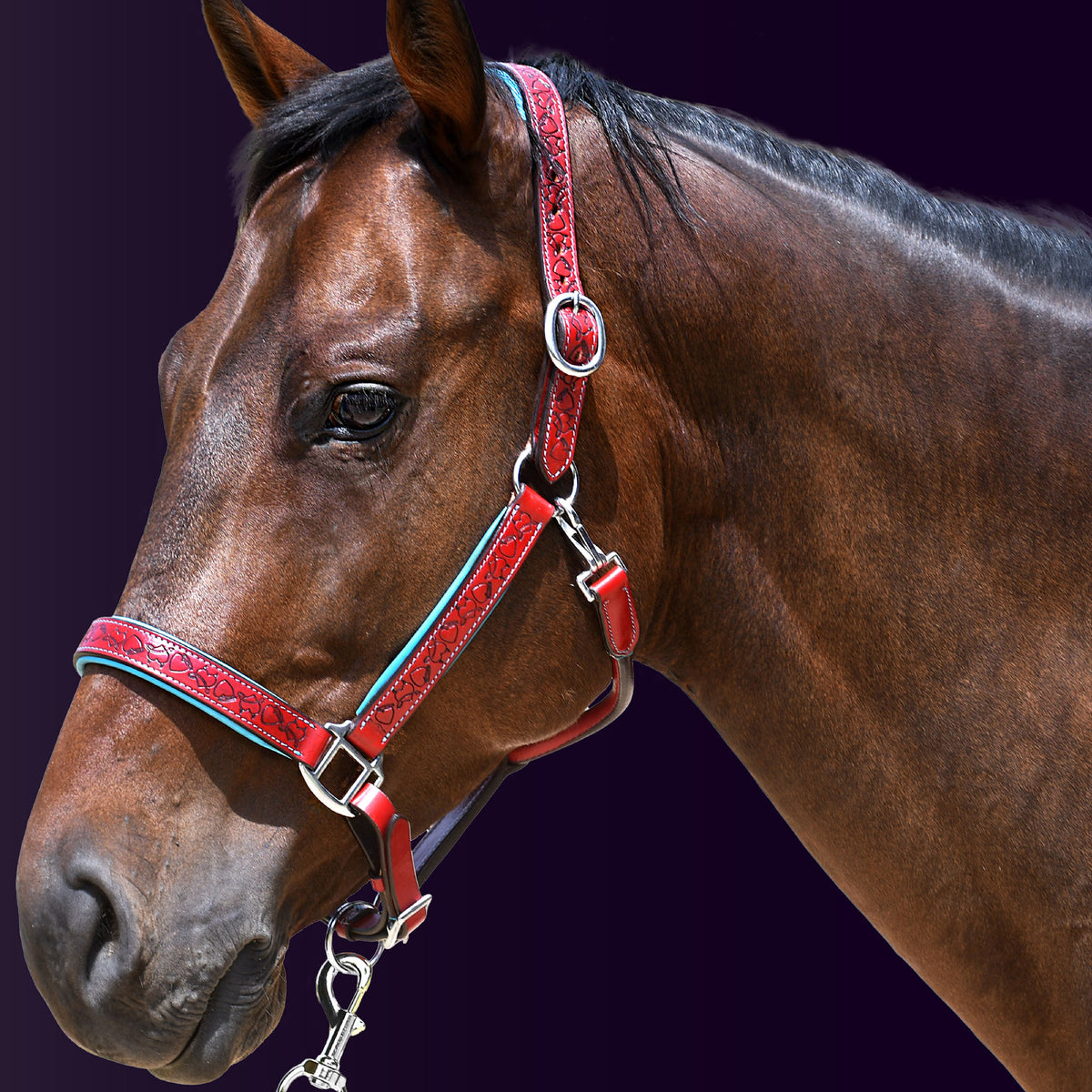 Left side profile of a bay horse wearing the Wiskadero Halo and Horns padded leather halter in red leather with vibrant light blue padding and polished chrome hardware against a dark purple background.