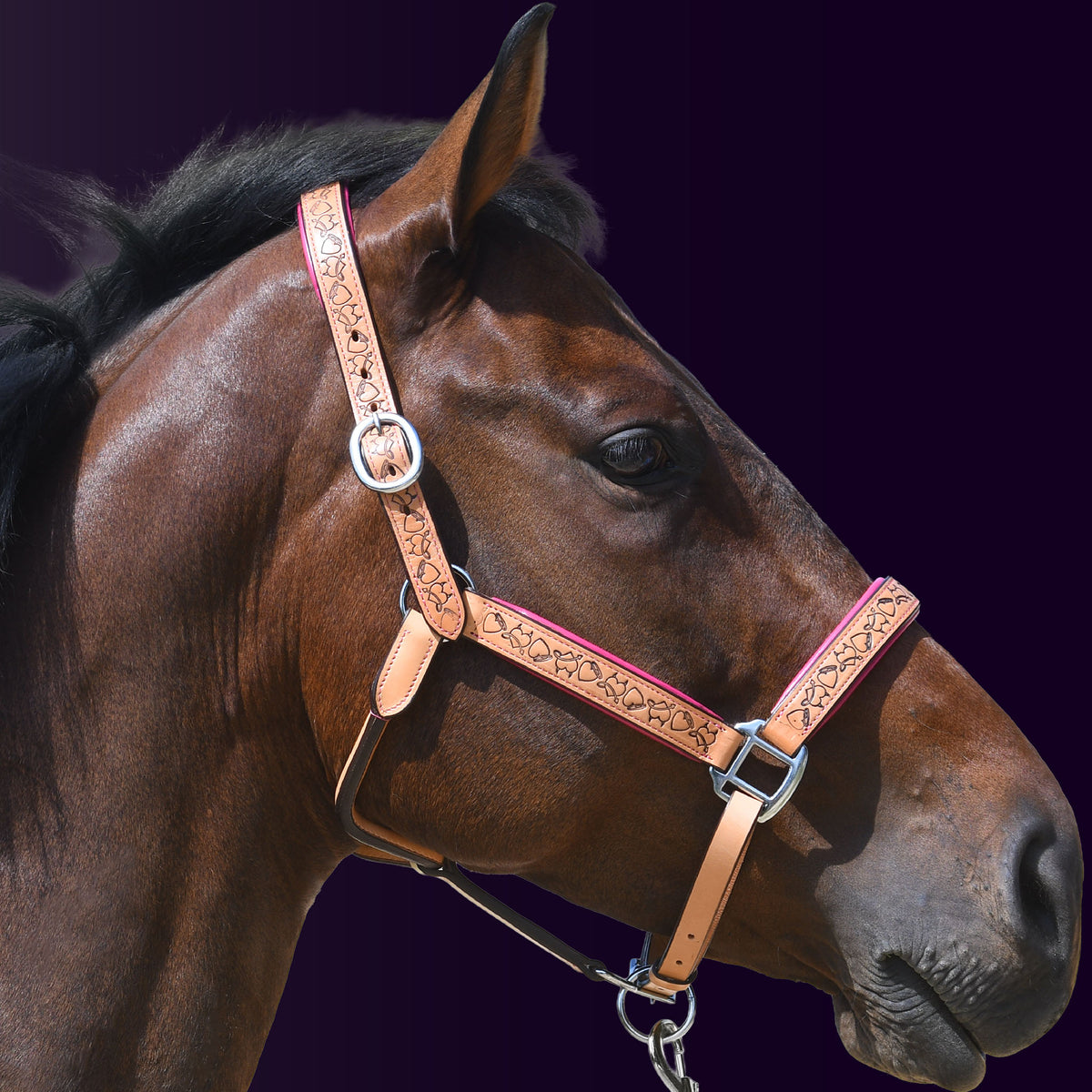 Right profile of a bay horse wearing the Wiskadero Halo and Horns padded leather halter in tan saddle leather with vibrant raspberry/pink padding and polished chrome hardware against a dark purple background.