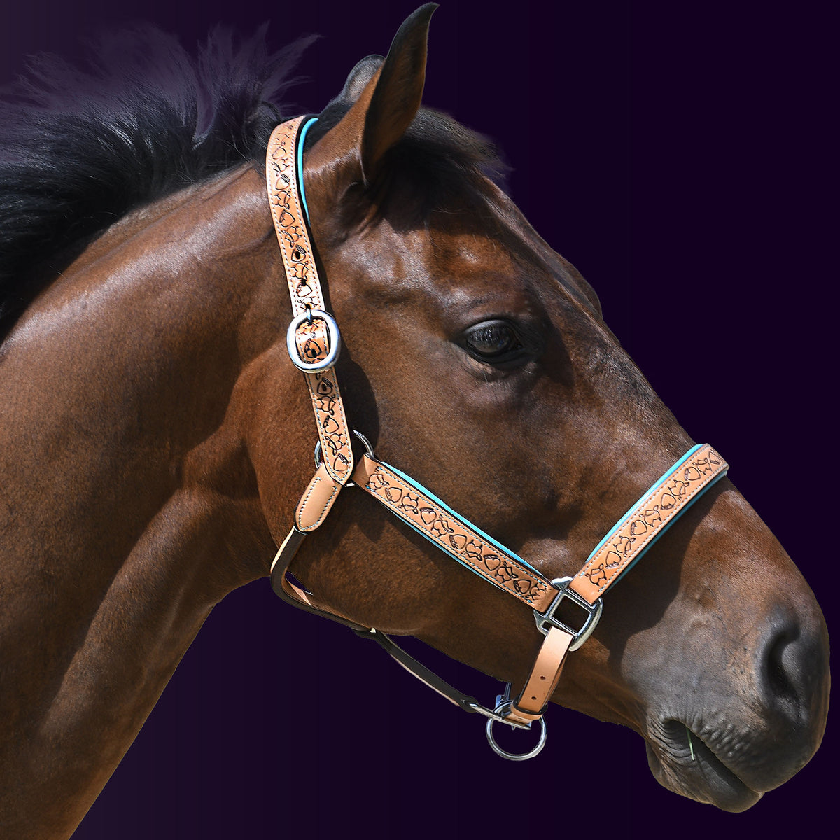 Right side profile of a bay horse wearing the Wiskadero Halo and Horns padded leather halter in tan saddle leather with vibrant turquoise blue padding and polished chrome hardware against a dark purple background.