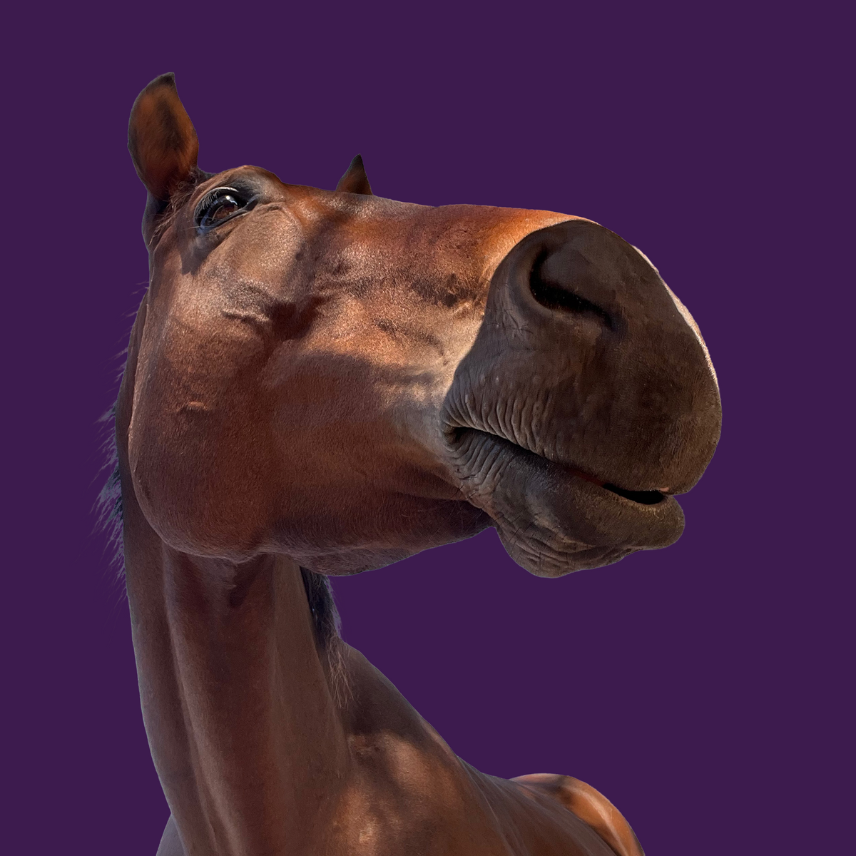 A close-up portrait of a brown horse's head and neck against a solid dark purple background.