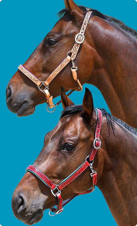 Two brown horses shown in profile against a bright turquoise background, each wearing a leather padded horse halter. The top horse wears a tan and brown tooled halter with silver hardware, and the bottom horse wears a red and black tooled halter with silver hardware. Features Halo and Horns pattern for tooling.