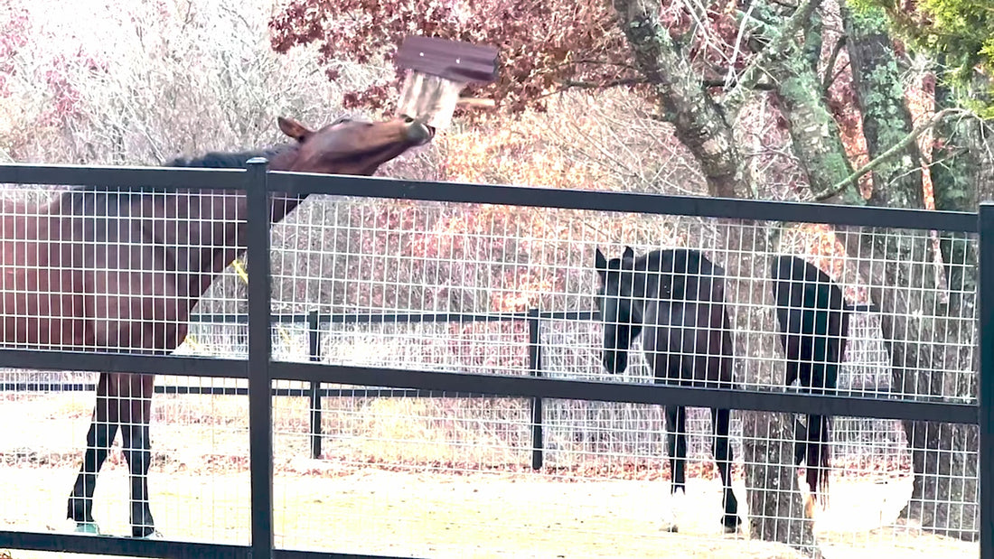 Video showing Arlo the horse getting into mischief around the barn, paired with a spoken voiceover explaining the need to find durable toys to keep him busy. Ends with the full Wiskadero logo, taglines, Weatherford, Texas location text, and copyright details.